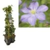 Hedera-Clematis Mix Haag (Prince Charles) -Planten Verkoopwinkel k390.99122 clematis prince charles 1m privacy