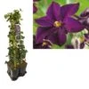 Hedera-Clematis Mix Haag (Romantika) -Planten Verkoopwinkel k390.99123 clematis romantika 1m privacy 1