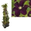Hedera-Clematis Mix Haag (Warszawska Nike) -Planten Verkoopwinkel k390.99124 clematis warszawska nike 1m privacy