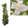 Hedera-Clematis Mix Haag (Mayleen) -Planten Verkoopwinkel k390.99128 clematis montana mayleen 1m privacy 1