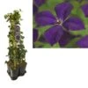 Hedera-Clematis Mix Haag (Polish Spirit) -Planten Verkoopwinkel k390.99132 clematis vit. polish spirit 1m privacy 1