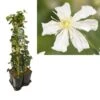 Hedera-Clematis Mix Haag (Paul Farges) 3 Hedera-Clematis Mix Haag (Paul Farges) -Planten Verkoopwinkel k390.99133 clematis paul farges 1m privacy