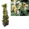 Hedera-Kamperfoelie Mix Haag (Hall's Prolific) -Planten Verkoopwinkel k390.99134 lonicera j. hall s prolific 1m privacy 1