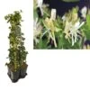 Hedera-Kamperfoelie Mix Haag (Belgica Select) -Planten Verkoopwinkel k390.99136 lonicera per. belgica select 1m privacy 1