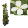 Hedera-Clematis Mix Haag (grandiflora) -Planten Verkoopwinkel k390.99141 clematis montana grandiflora 1m privacy 1
