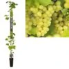 Pitloze Witte Druif (Vitis Vinifera 'Millenium') -Planten Verkoopwinkel k501.98365 vitis vinifera millenium long strong