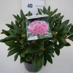 Dwergrhododendron (Rhododendron 'Kalinka') 7 Dwergrhododendron (Rhododendron 'Kalinka') -Planten Verkoopwinkel kalinka c4 zij