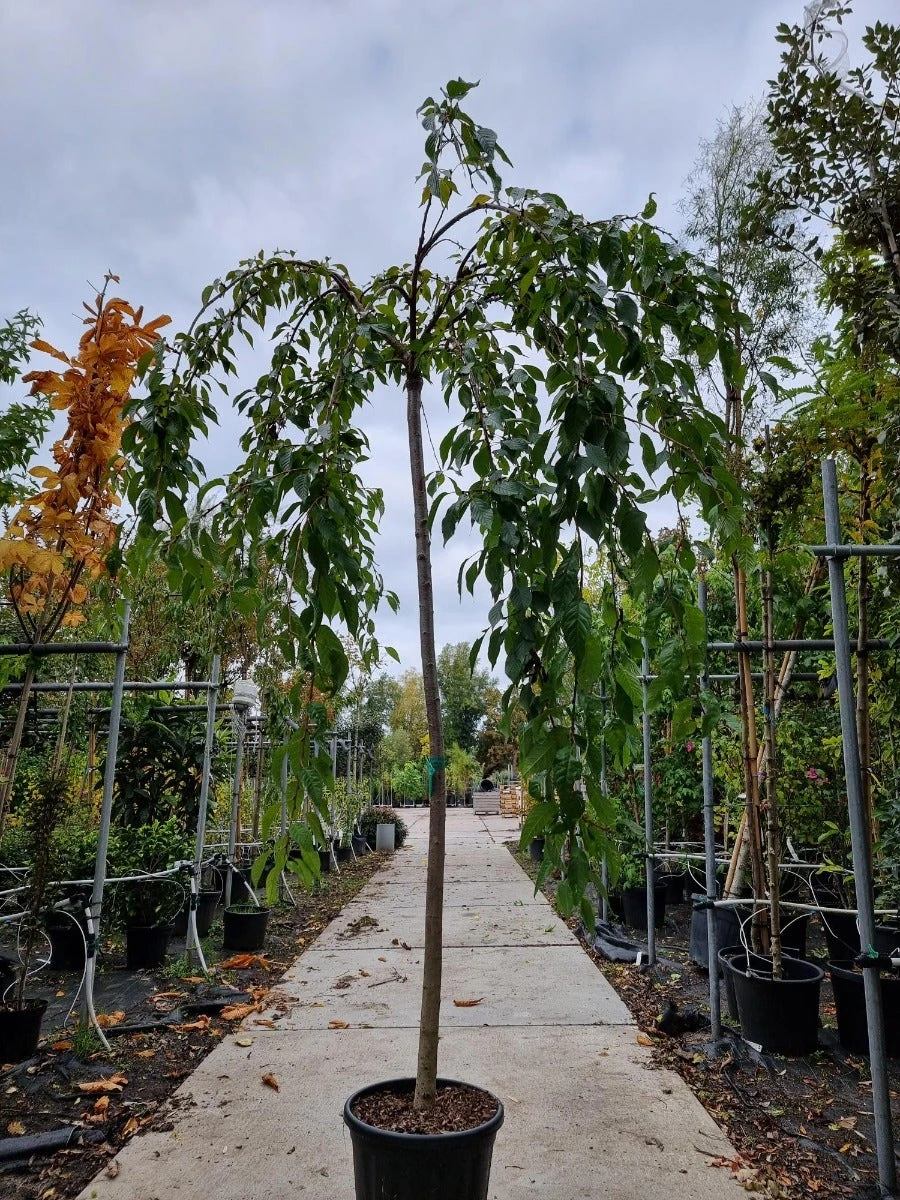 Japanse Treursierkers (Prunus Serrulata 'Kiku-shidare') 2 Japanse Treursierkers (Prunus Serrulata 'Kiku-shidare') - Afbeelding 2