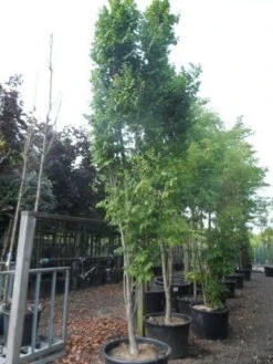 Zeepboom (Koelreuteria Paniculata 'Fastigiata') -Planten Verkoopwinkel koelreuteria paniculata fastigiata 350 400 c160