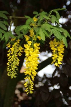 Gouden Regen Als Boom (Laburnum Watereri 'Vossii') 24 Gouden Regen Als Boom (Laburnum Watereri 'Vossii') -Planten Verkoopwinkel laburnum w. vossi 2 1