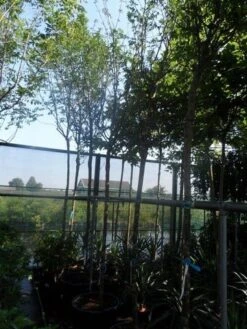 Gouden Regen Als Boom (Laburnum Watereri 'Vossii') 21 Gouden Regen Als Boom (Laburnum Watereri 'Vossii') -Planten Verkoopwinkel laburnum watereri vossii 14 16ho cont