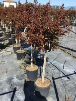 Lagerstroemia Als Halfstam (Lagerstroemia Indica 'Berry Dazzle') -Planten Verkoopwinkel lagerstroemia black dazzle halfstam 1