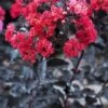 Lagerstroemia (Lagerstroemia 'Black Diamond Best Red') -Planten Verkoopwinkel lagerstroemia black diamond 1