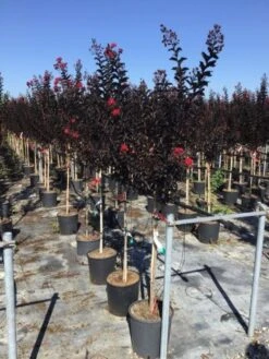 Lagerstroemia Als Halfstam (Lagerstroemia 'Black Diamond Best Red') -Planten Verkoopwinkel lagerstroemia black diamond halfstam