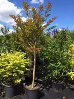 Roze Lagerstroemia Als Boom (Lagerstroemia Indica) -Planten Verkoopwinkel lagerstroemia indica halfstam 14 16 1