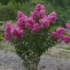 Lagerstroemia Roze (Lagerstroemia Indica) -Planten Verkoopwinkel lagerstroemia indica roze 1