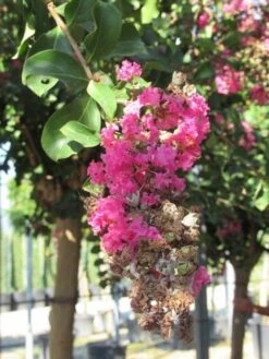 Roze Lagerstroemia Als Boom (Lagerstroemia Indica) -Planten Verkoopwinkel lagerstroemia indica roze 11 1