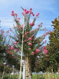 Roze Lagerstroemia Als Boom (Lagerstroemia Indica) -Planten Verkoopwinkel lagerstroemia indica roze 4 1
