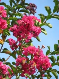 Roze Lagerstroemia Als Boom (Lagerstroemia Indica) -Planten Verkoopwinkel lagerstroemia indica roze 6 1