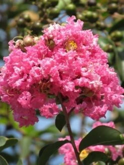 Roze Lagerstroemia Als Boom (Lagerstroemia Indica) -Planten Verkoopwinkel lagerstroemia indica roze 7 1