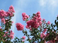 Roze Lagerstroemia Als Boom (Lagerstroemia Indica) -Planten Verkoopwinkel lagerstroemia indica roze 9 1