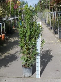 Echte Laurier (Laurus Nobilis) -Planten Verkoopwinkel laurus nobilis 100 125 c10