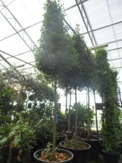 Echte Laurier Als Piramide (Laurus Nobilis) -Planten Verkoopwinkel laurus nobilis 16 18 20ho c350 pyramide 1