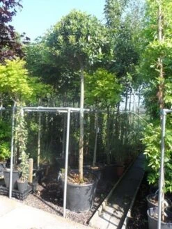 Echte Laurier Als Boom (Laurus Nobilis) -Planten Verkoopwinkel laurus nobilis 16 18ho cont. bol
