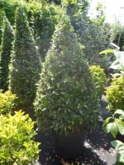 Echte Laurier Als Piramide (Laurus Nobilis) -Planten Verkoopwinkel laurus nobilis kegel 150 175 1