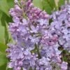 Sering (Syringa Vulgaris 'Lavender Lady') -Planten Verkoopwinkel lavender lady