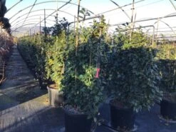 Camelia Als Leivorm (Camellia Japonica 'Black Lace') -Planten Verkoopwinkel lei2 1