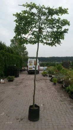 Haagbeuk Als Leiboom (Carpinus Betulus) -Planten Verkoopwinkel leicarpinus 3