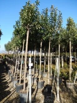 Liguster Als Boom (Ligustrum Japonicum) -Planten Verkoopwinkel ligustrum japonicum 10 12 2 1