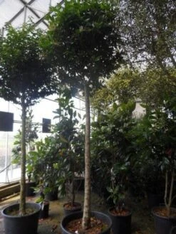 Liguster Op Stam (Ligustrum Japonicum 'Texanum') -Planten Verkoopwinkel ligustrum japonicum texanum 20 25ho c130