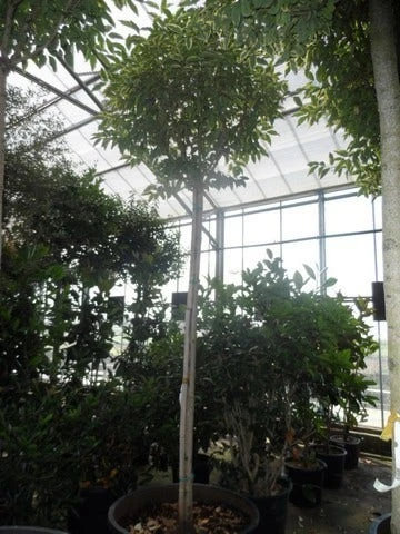 Liguster (Ligustrum 'Excelsum Superbum') 2 Liguster (Ligustrum 'Excelsum Superbum') - Afbeelding 2