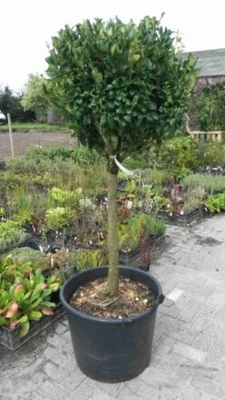 Liguster Op Stam (Ligustrum Japonicum 'Texanum') -Planten Verkoopwinkel ligustrum texanum extra groot 1