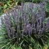 Leliegras (Liriope Muscari) -Planten Verkoopwinkel limuscar 2 2