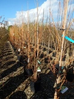 Amberboom (Liquidambar Styraciflua 'Golden Sun') -Planten Verkoopwinkel liquidambar golden sun 125 150