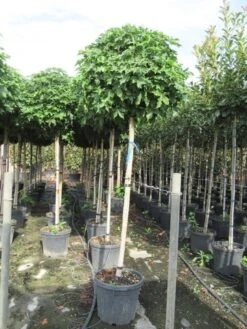 Amberboom Op Stam (Liquidambar 'Gum Ball') -Planten Verkoopwinkel liquidambar gum ball 150 cm stam 2