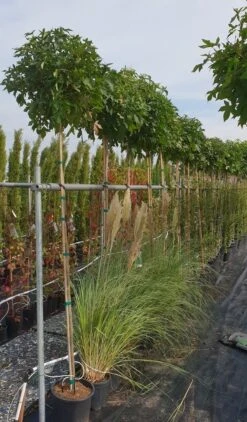 Amberboom (Liquidambar 'Gum Ball') 32 Amberboom (Liquidambar 'Gum Ball') -Planten Verkoopwinkel liquidambar gum ball 2