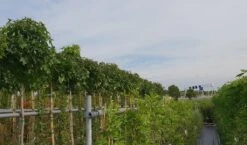 Amberboom (Liquidambar 'Gum Ball') 34 Amberboom (Liquidambar 'Gum Ball') -Planten Verkoopwinkel liquidambar gum ball 3