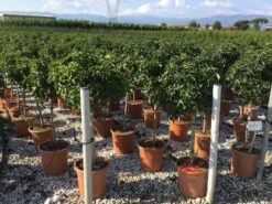 Amberboom Op Stam (Liquidambar 'Gum Ball') -Planten Verkoopwinkel liquidambar gum ball 50cm stam 1