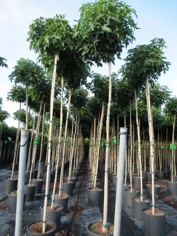 Amberboom (Liquidambar 'Gum Ball') 15 Amberboom (Liquidambar 'Gum Ball') - Afbeelding 15