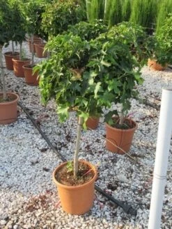 Amberboom Op Stam (Liquidambar 'Gum Ball') -Planten Verkoopwinkel liquidambar gum ball 80 cm stam 2