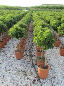 Amberboom Op Stam (Liquidambar 'Gum Ball') -Planten Verkoopwinkel liquidambar gum ball 80 cm stam 3