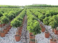 Amberboom Op Stam (Liquidambar 'Gum Ball') -Planten Verkoopwinkel liquidambar gum ball 80 cm stam 4