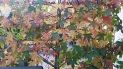 Amberboom Als Leivorm (Liquidambar Styraciflua) -Planten Verkoopwinkel liquidambar leiboom 1 1