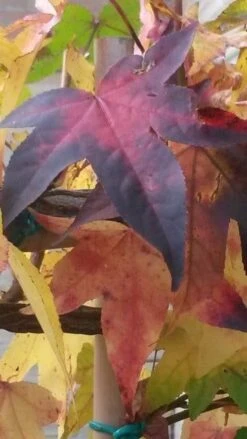 Amberboom Als Leiboom (Liquidambar Styraciflua) -Planten Verkoopwinkel liquidambar leiboom 2 1 1