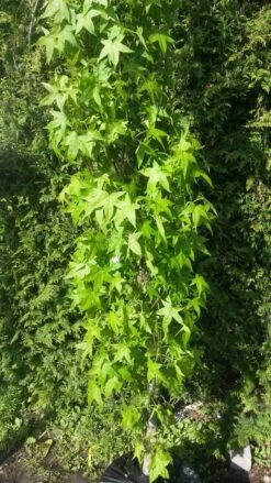 Amberboom (Liquidambar Styraciflua 'Slender Silhouette') -Planten Verkoopwinkel liquidambar slender silhouette 1