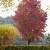 Amberboom (Liquidambar Styraciflua 'Worplesdon') -Planten Verkoopwinkel liquidambar styraciflua01 1